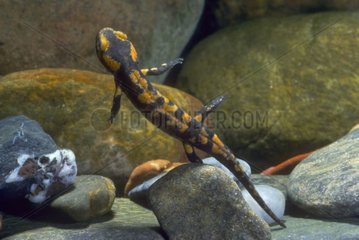 Speckled salamander swimming under water