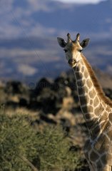 Giraffe in the Augrabies Falls NP South Africa