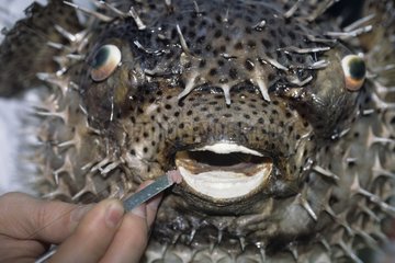 Restoration of a taxidermied pupperfish