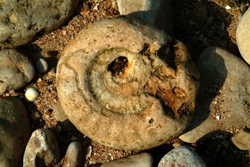 Fossil des Kephalopod -Atlantikküste Ile de Réfrance