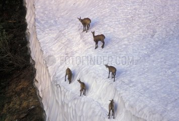Groupe de jeunes Chamois sur la neige Alpes France