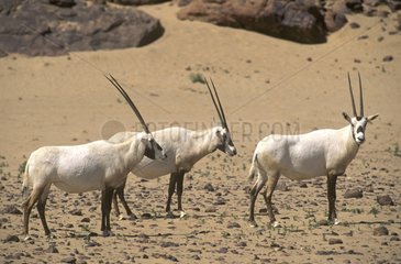 Group of Arabian oryx in the desert Saudi Arabia