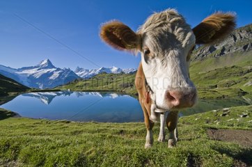 Cows and swiss alps at sunrise Bachalpsee Switzerland