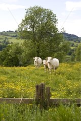 Charolaises Cows in a pasture Bourgogne France