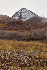The colors of late autumn in the park  Denali National Park  Alaska  USA