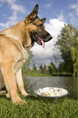 Deutscher Schäferhund vor seinem hausgemachten Essen im Gras