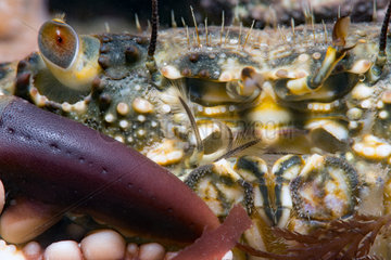 Xanthid crab (Xantho granulicarpus) detail  Around the Island of Oleron  Atlantic Ocean  France