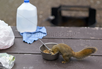 American Red Squirrel (Tamiasciurus hudsonicus) eating on a picnic table  Denali National Park  Alaska  USA