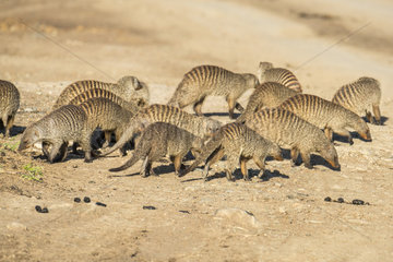 Banded mongoose (Mungos mungos)  troop moving for food  Masai-Mara Reserve  Kenya