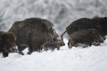 Wild boar (Sus scrofa) adults and young walking in snow  Ardennes  Belgium