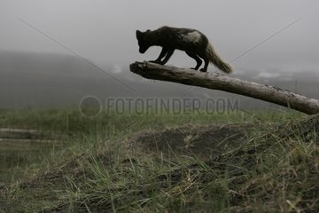 Arctic fox watching around from a trunk of died tree