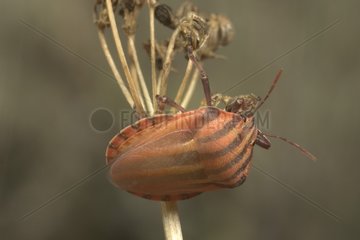 Shield Bug after emergence Saône et Loire France