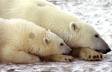 Ourse polaire et son jeune allongés au repos Canada
