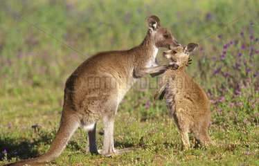 Eastern Grey Kangaroo female licking it young Australia