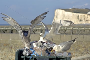 Herring gulls searching for food in a dustbin Le Tréport