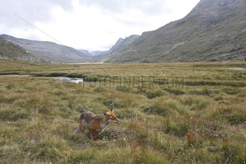 Red Fox in a valley Gran Paradiso National Park