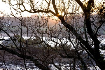 Sonnenuntergang durch die Zweige im Winter Brittany Frankreich
