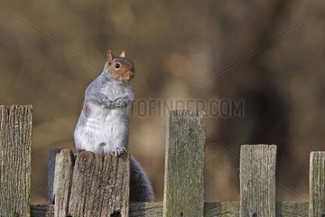 Grey squirrel standing on a fence made of wood Great Britain