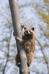 Raccon climbing on a trunk Minnesota USA
