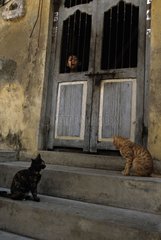 Cats sitting near a door India
