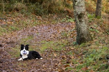 Black and white dog lie down in dead leaves