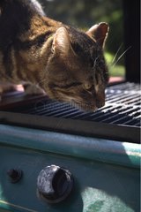 Cat licking the grill of a barbecue France