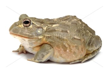 African bullfrog on white background