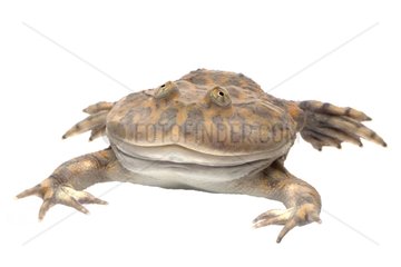 Budgett's Frog on white background