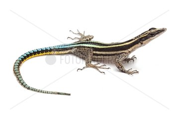 Neon Blue-tailed Tree Lizard on white background