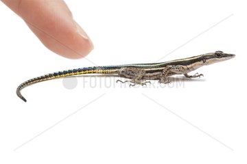 Neon Blue-tailed Tree Lizard anf finger on white background