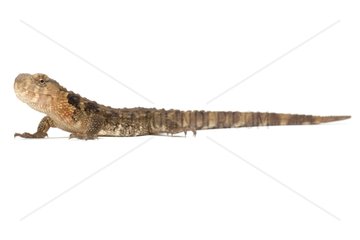 Chinese Crocodile Lizard on white background