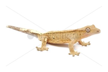 New Caledonia Crested Geck 'pin striped' on white background