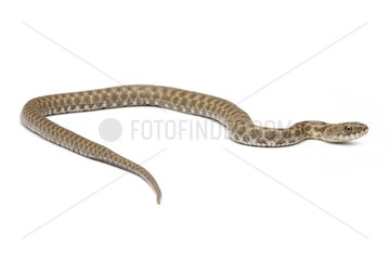 Tessellated Water Snake on white background