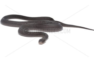 Cape File Snake on white background