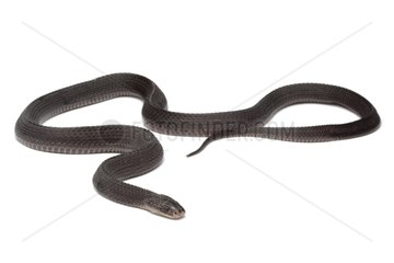 Savanna Cape File Snake on white background