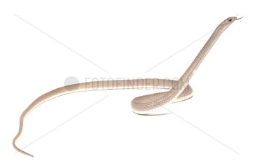 Rufous beaked snake on white background
