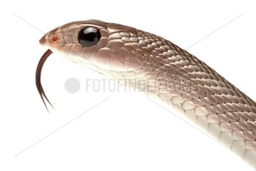 Portrait of Rufous beaked snake on white background