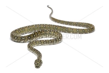Carpet Python on white background