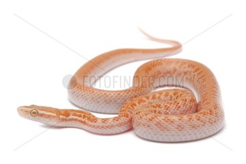 Brown House Snake 'Albino' on white background
