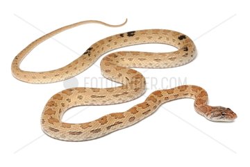 Royal Diadem Snake on white background