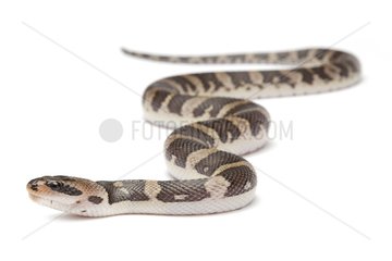Masked Water Snake on white background