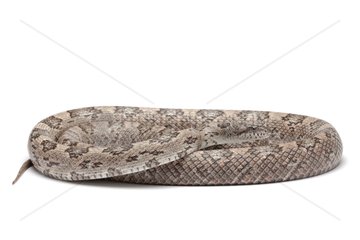 Grey Rat Snake on white background