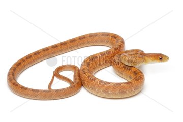 Everglades rat snake on white background