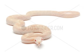 Texas rat snake 'Albino snow' on white background