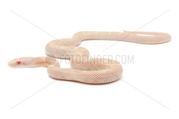 Texas rat snake 'Albino snow' on white background