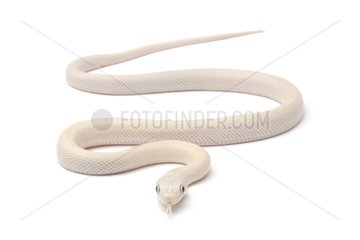 Texas rat snake 'Leucistic' on white background