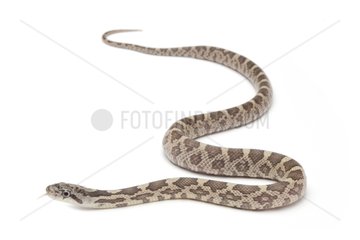 Texas rat snake 'Lavender' on white background