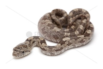 Young Grey Rat Snake on white background