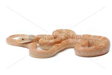 Everglades rat snake 'hypomelanistic' on white background