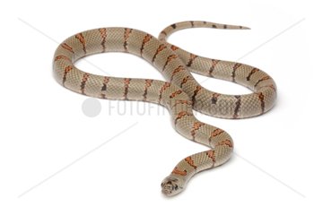 Thayer's King Snake on white background